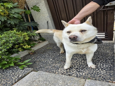 (사)동부동물보호협회_426331202500124